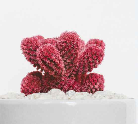 定制化强大的免费用虚拟号码发短信