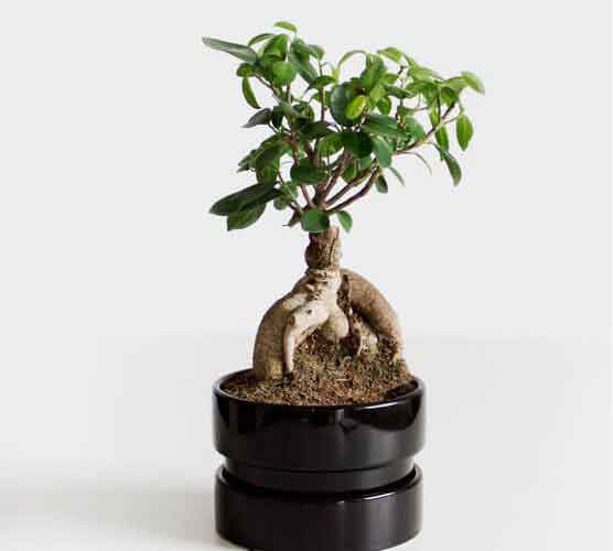 免费网络电话呼叫系统