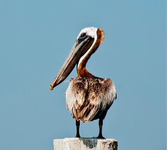云呼免费网络电话
