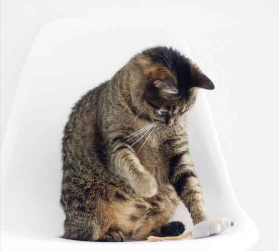 在线轰炸网页版